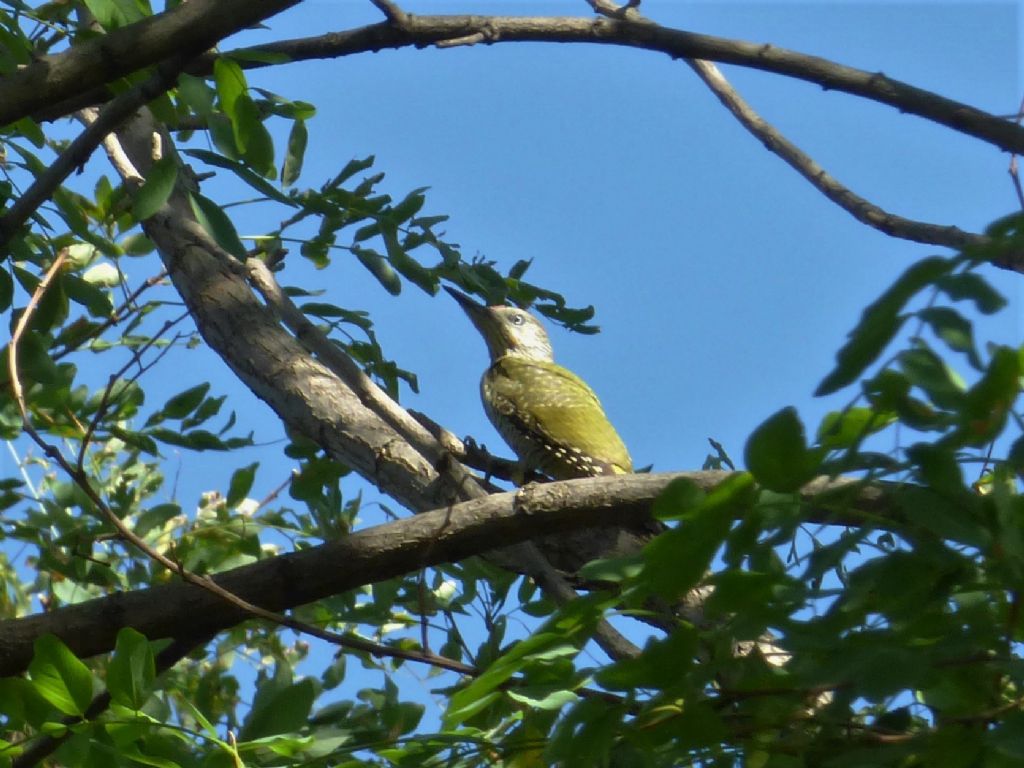 Picchio verde (Picus viridis)